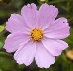 Легкое_дыхание