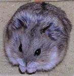 Чертенка_номер_13